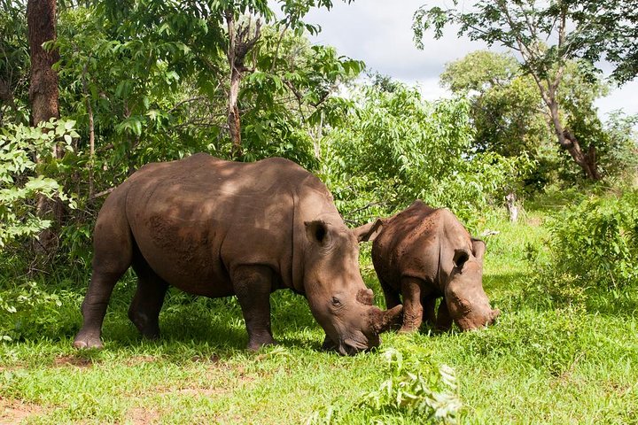 White Rhino Walk